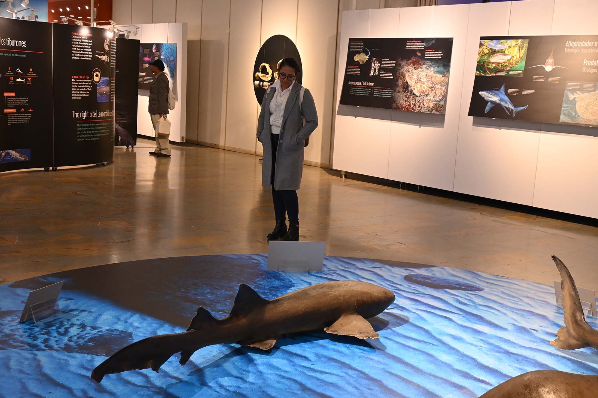 Exposición tiburones-004