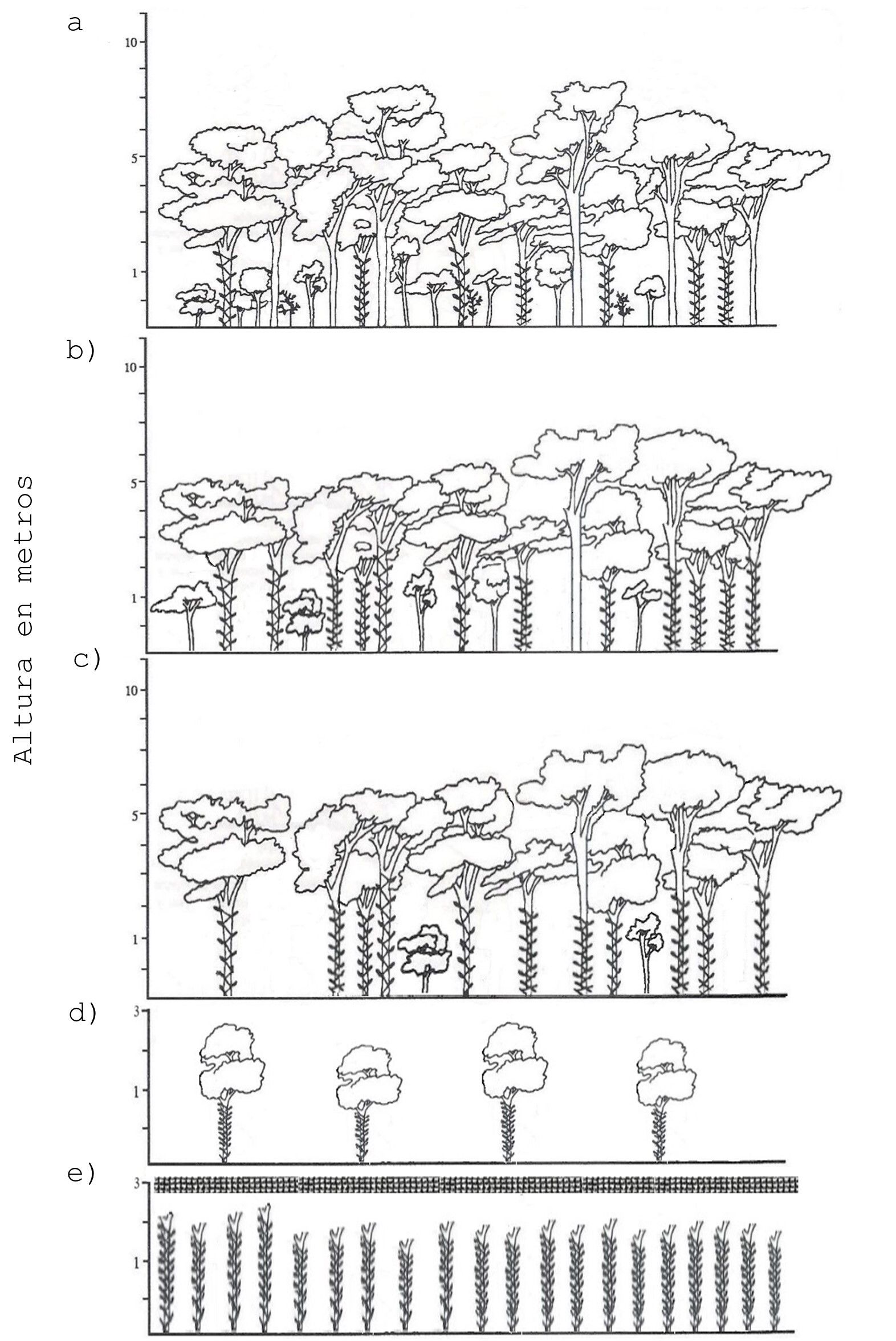 Estructura del vainillal
