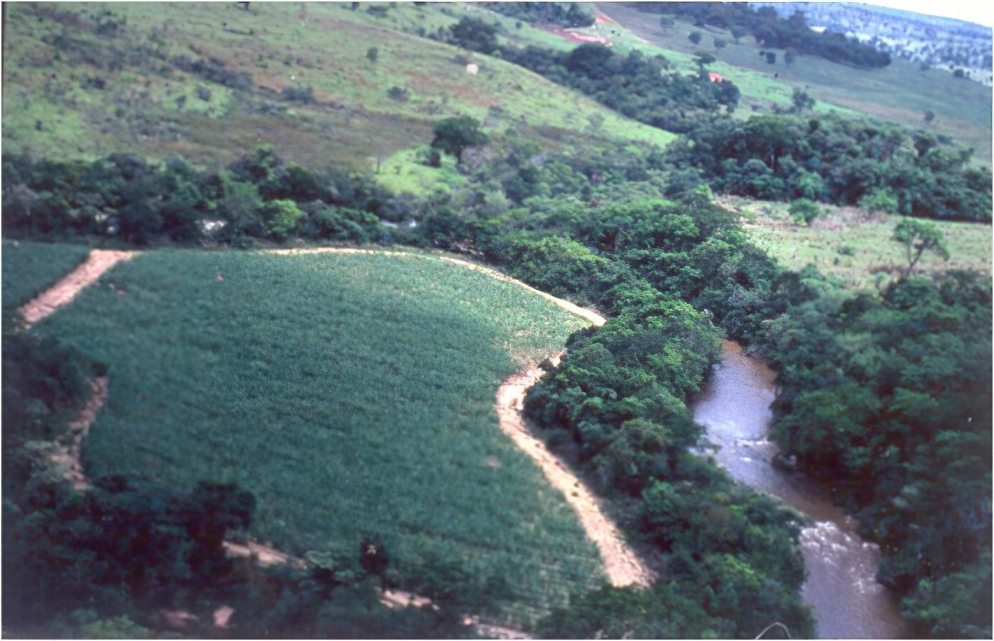 Área de bosque ribereño restaurado a orillas del río Jacaré Pepira, Brotas, São Paulo - Brasil, 1996.