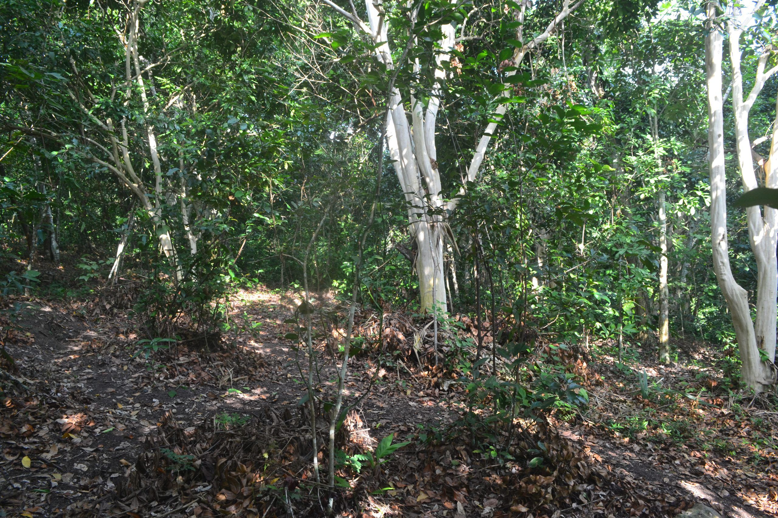 Vainillal tradicional actual