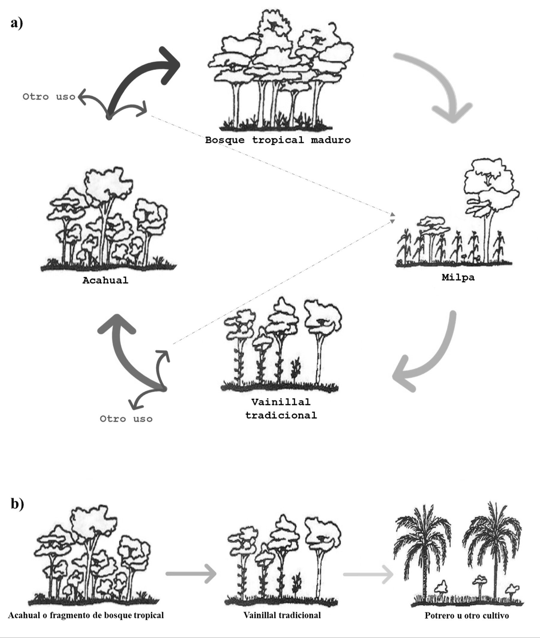 Ciclo para el establecimiento del vainillal tradicional