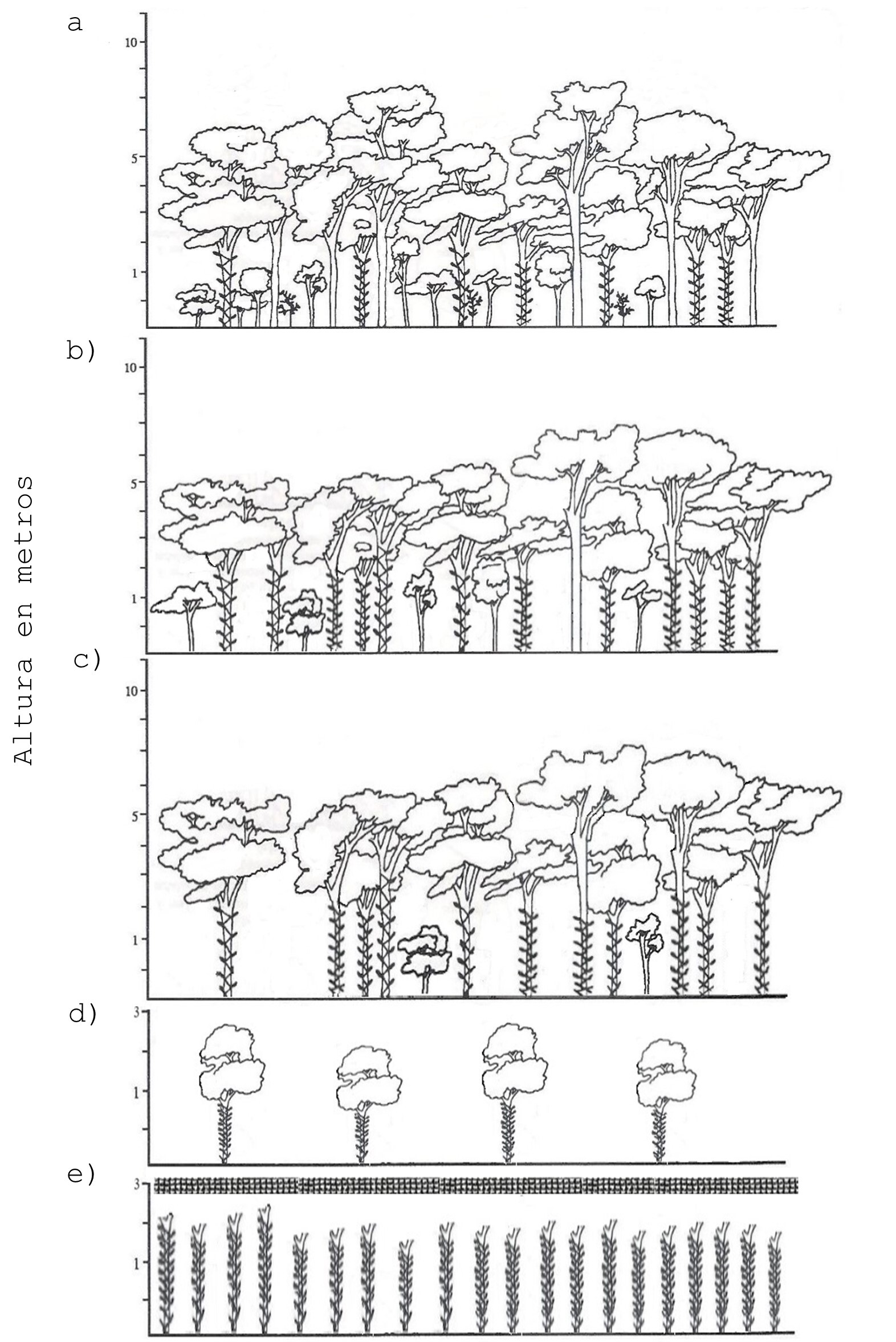 Estructura del vainillal